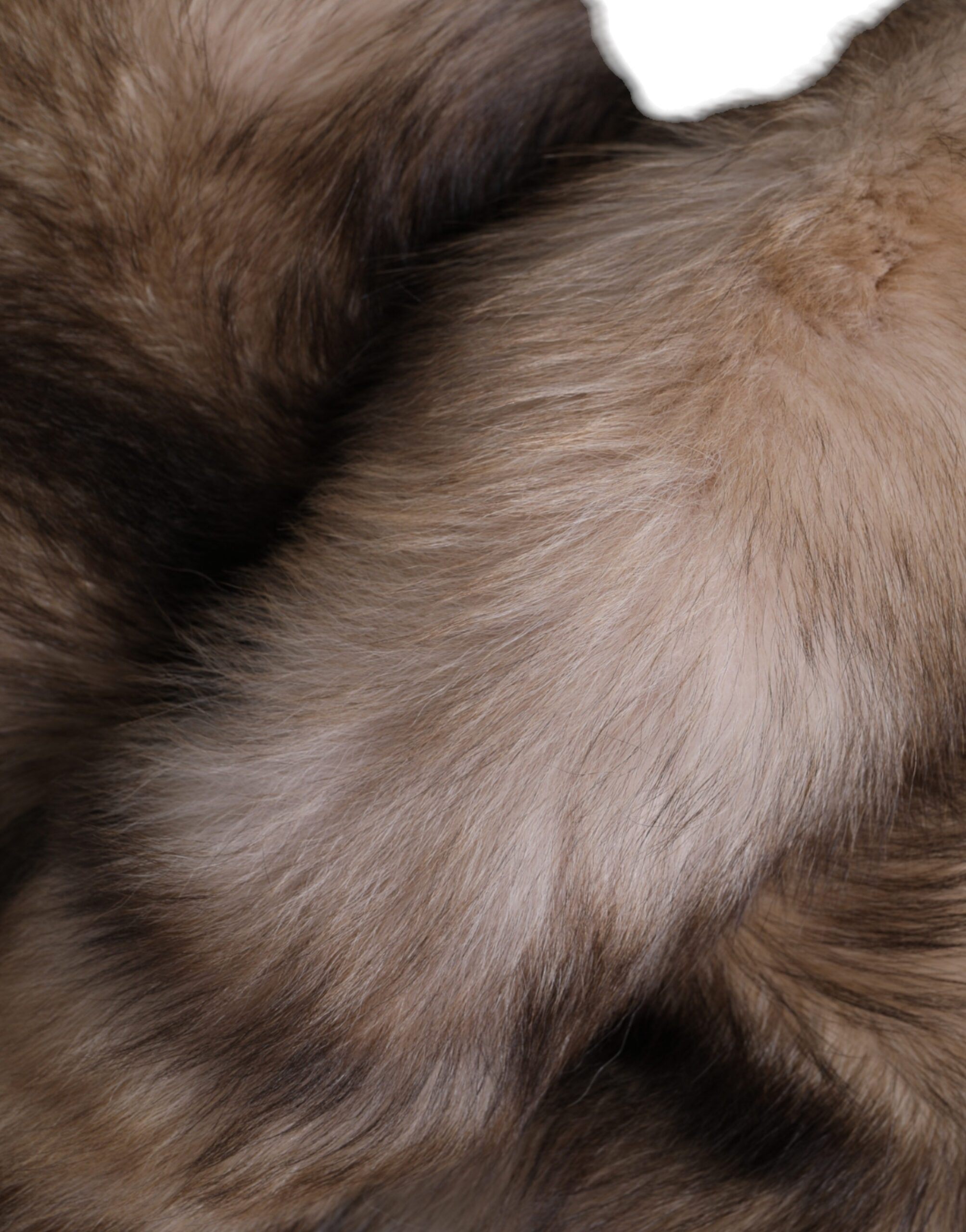 Dolce & Gabbana Brauner Frostfuchs Pelz Halswärmer Winterschal – Bild 6