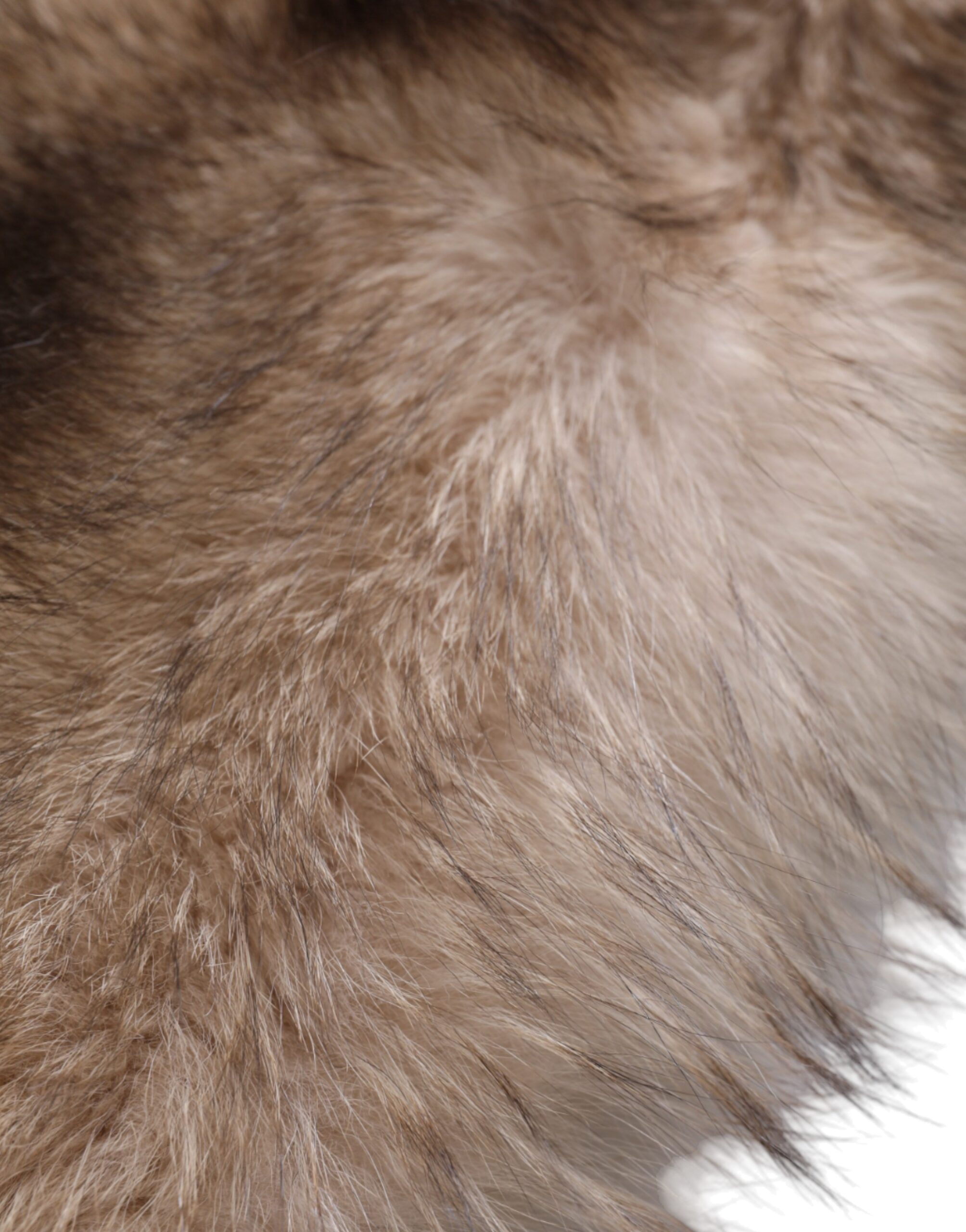 Dolce & Gabbana Brauner Frostfuchs Pelz Halswärmer Winterschal – Bild 7